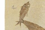 Two Detailed Fossil Fish (Knightia) - Wyoming #240380-1